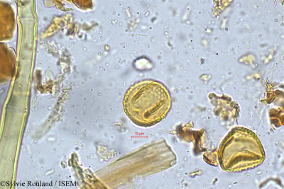 Sylvie.Rouland/Atylosia_rugosa_5051/Atylosia_rugosa_5051_0001(copy)_thumb.jpg