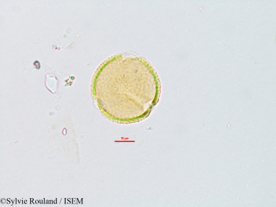 Sylvie.Rouland/Atylosia_scarabaeoides_2767/Atylosia_scarabaeoides_2767_0001(copy)_thumb.jpg