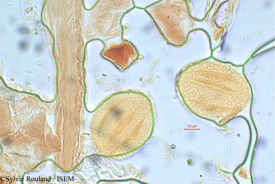Sylvie.Rouland/Atylosia_sericea_5796/Atylosia_sericea_5796_0001(copy)_thumb.jpg