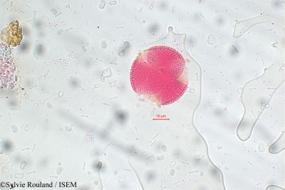 Sylvie.Rouland/Avicennia_nitida_5816/Avicennia_nitida_5816_0001(copy)_thumb.jpg