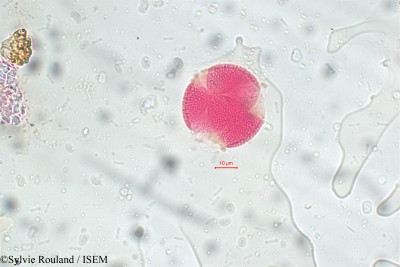 Avicennia nitida - lame n° 5816