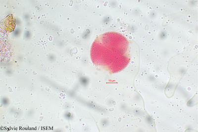 Avicennia nitida - lame n° 5816