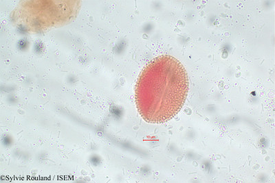 Avicennia nitida - lame n° 5816