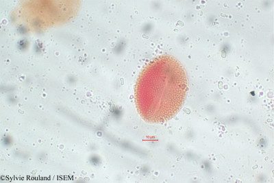 Avicennia nitida - lame n° 5816