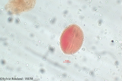 Avicennia nitida - lame n° 5816