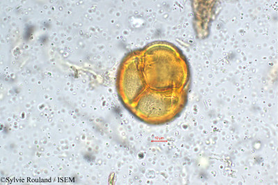 Sylvie.Rouland/Azalea_indica_5377/Azalea_indica_5377_0001(copy)_thumb.jpg