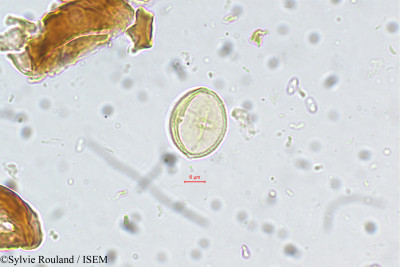 Sylvie.Rouland/Baccaurea_sapida_5480/Baccaurea_sapida_5480_0001(copy)_thumb.jpg
