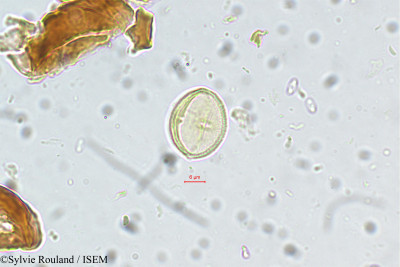 Baccaurea sapida - lame n° 5480