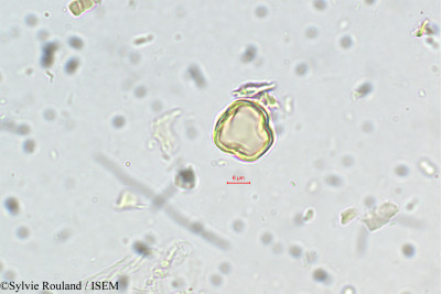 Baccaurea sapida - lame n° 5480