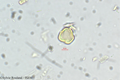 Baccaurea sapida - lame n° 5480