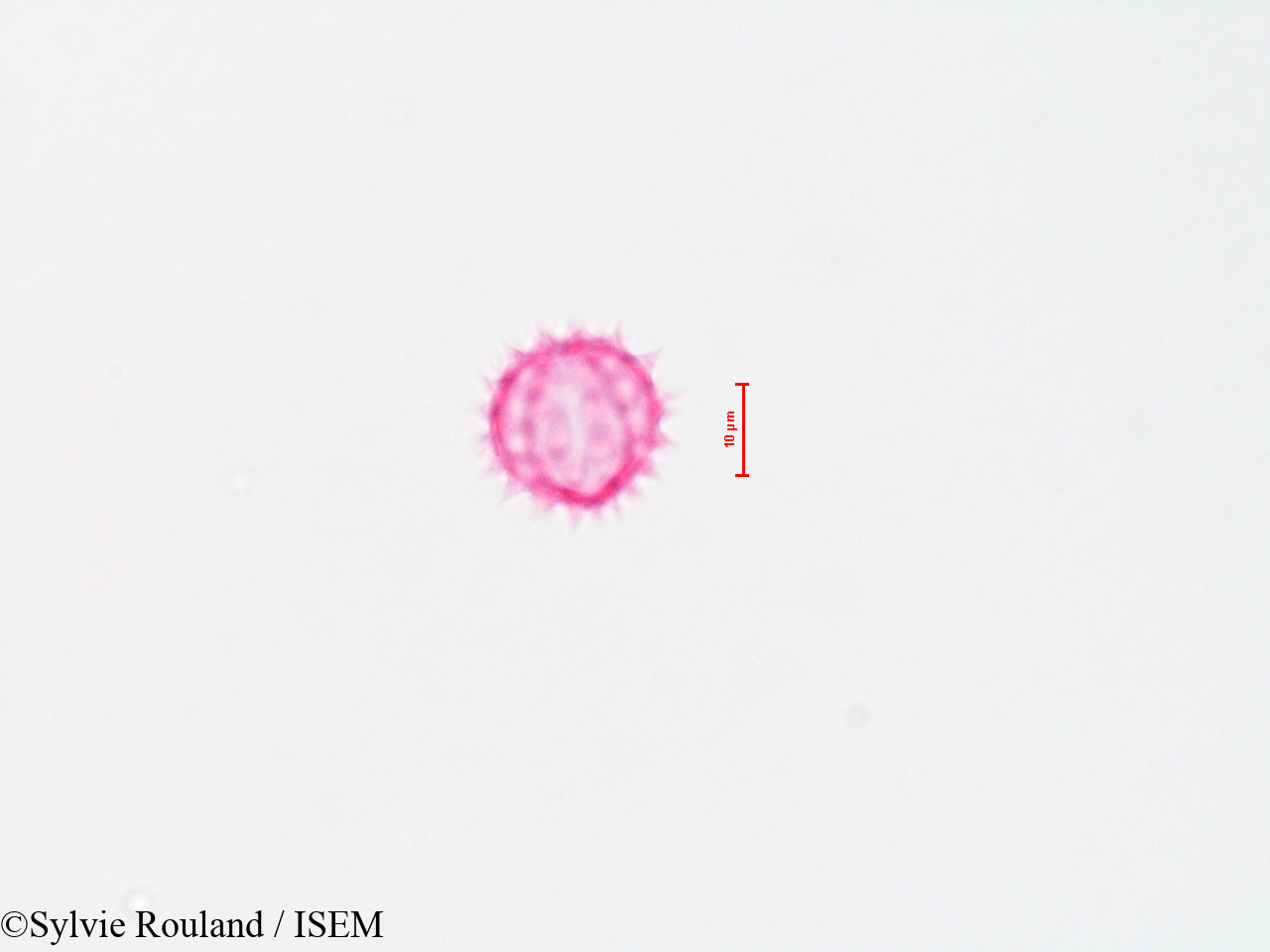 Sylvie.Rouland/Baccharis_viminea_4310/Baccharis_viminea_4310_0001(copy).jpg