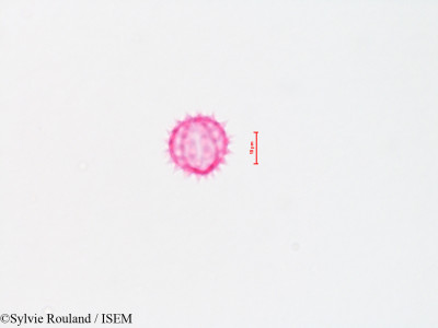 Sylvie.Rouland/Baccharis_viminea_4310/Baccharis_viminea_4310_0001(copy)_thumb.jpg