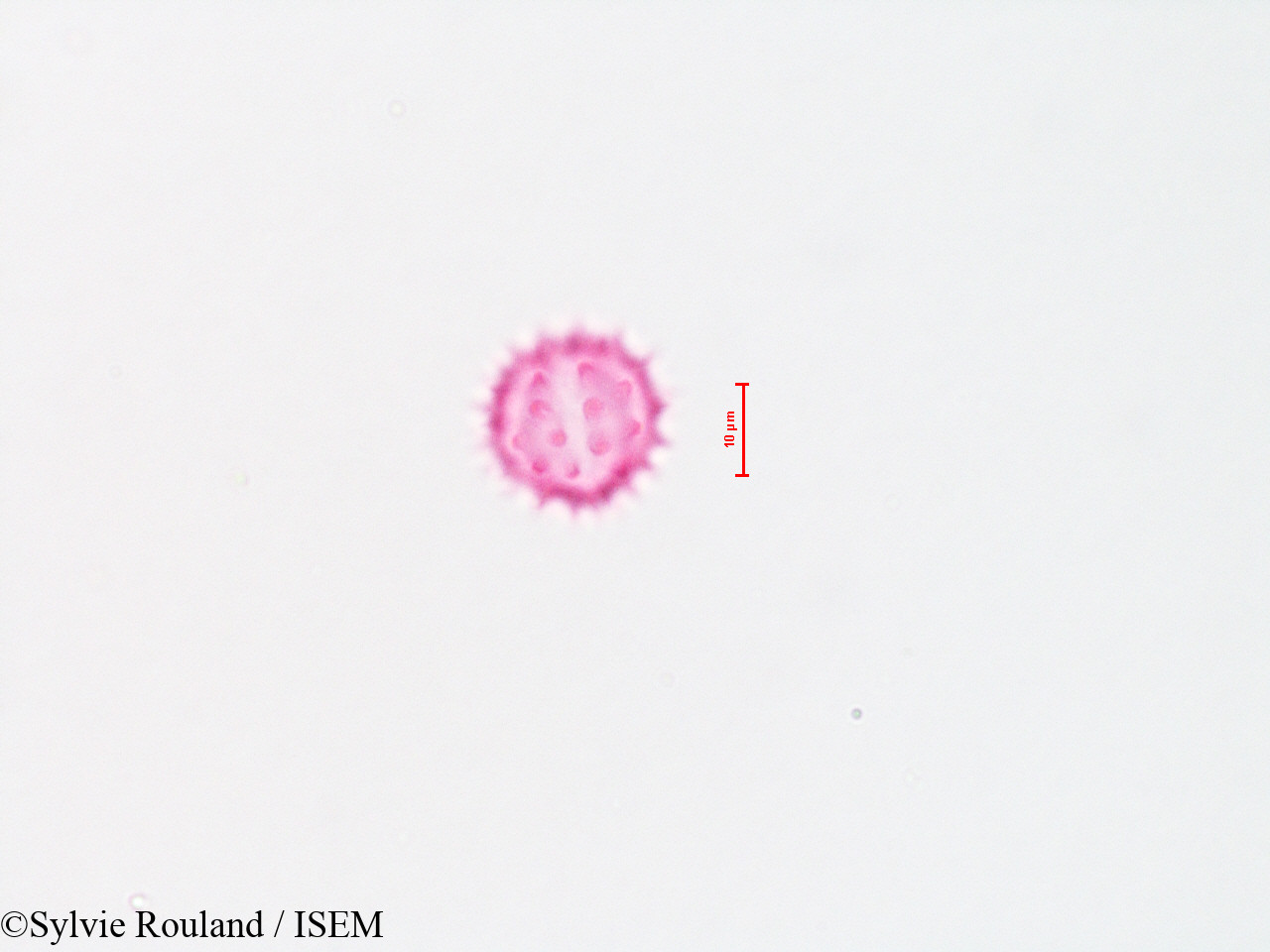 Sylvie.Rouland/Baccharis_viminea_4310/Baccharis_viminea_4310_0003(copy).jpg