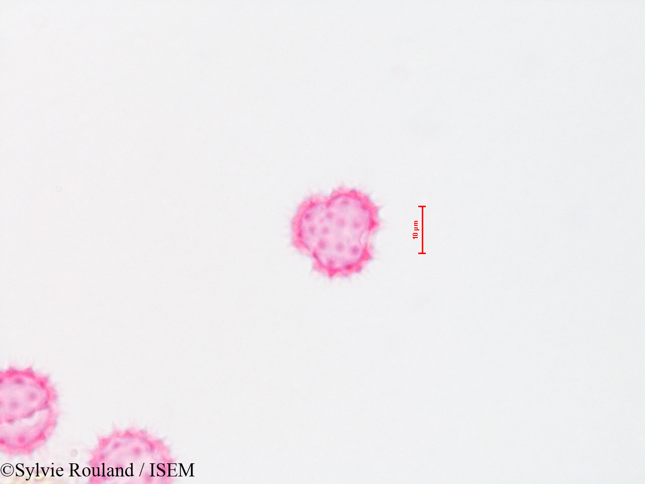 Sylvie.Rouland/Baccharis_viminea_4310/Baccharis_viminea_4310_0004(copy).jpg