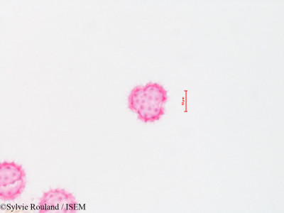 Baccharis viminea - lame n° 4310