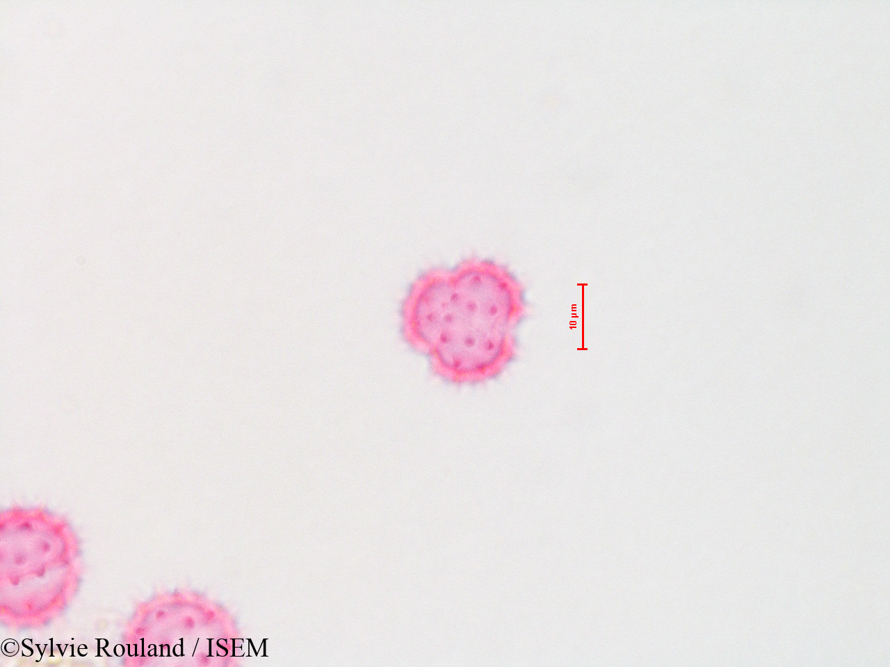 Sylvie.Rouland/Baccharis_viminea_4310/Baccharis_viminea_4310_0005(copy).jpg
