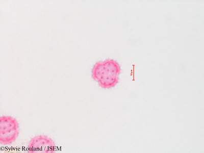 Baccharis viminea - lame n° 4310