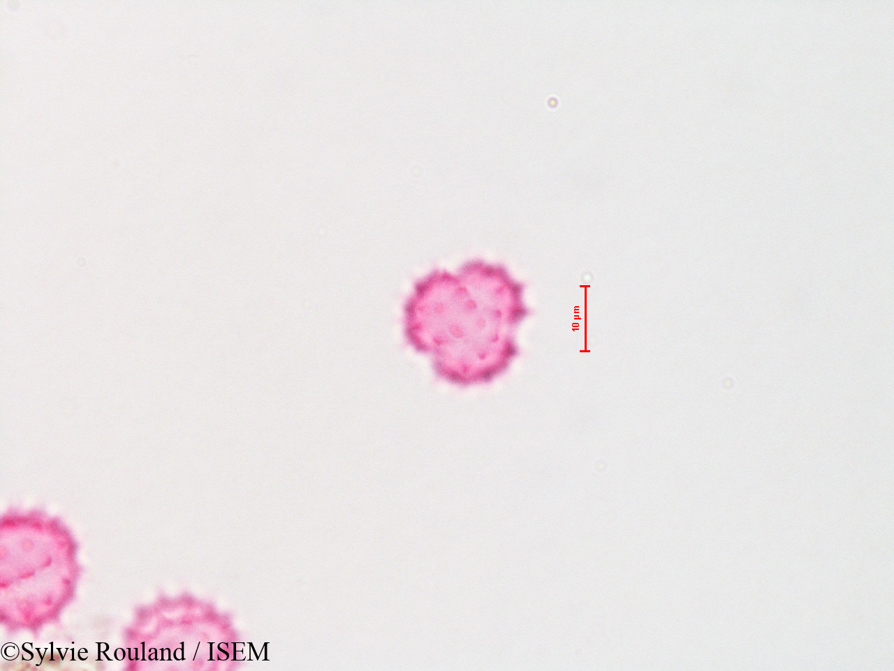 Sylvie.Rouland/Baccharis_viminea_4310/Baccharis_viminea_4310_0006(copy).jpg