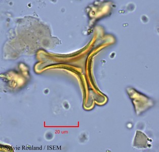 Sylvie.Rouland/Bakerella_ambongoensis_2175/Bakerella_ambongoensis_2175_0001(copy)_thumb.jpg