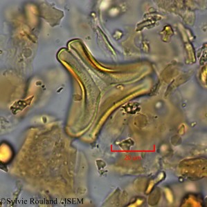 Sylvie.Rouland/Bakerella_analamerensis_2183/Bakerella_analamerensis_2183_0001(copy)_thumb.jpg