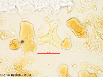 Bakerella belohensis - lame n° 4871