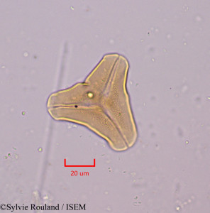 Bakerella clavata - lame n° 1763
