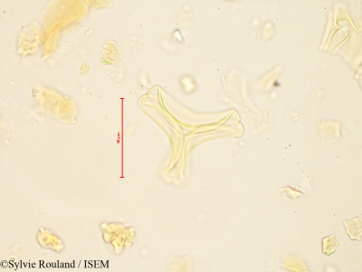 Bakerella gonoclada - lame n° 4880