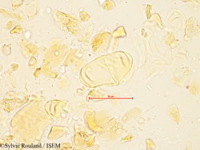 Bakerella gonoclada - lame n° 4880