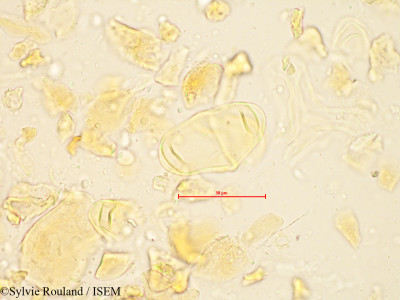 Bakerella gonoclada - lame n° 4880