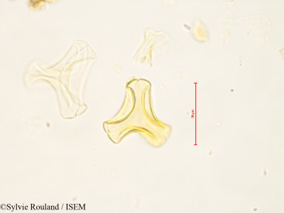 Sylvie.Rouland/Bakerella_microcuspis_4883/Bakerella_microcuspis_4883_0001(copy)_thumb.jpg