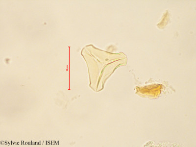 Bakerella microcuspis - lame n° 4883