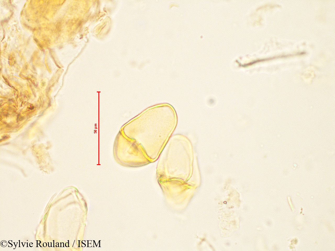Sylvie.Rouland/Bakerella_microcuspis_4883/Bakerella_microcuspis_4883_0004(copy).jpg