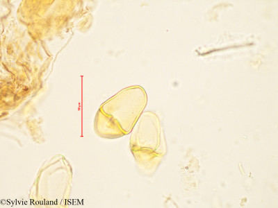 Bakerella microcuspis - lame n° 4883