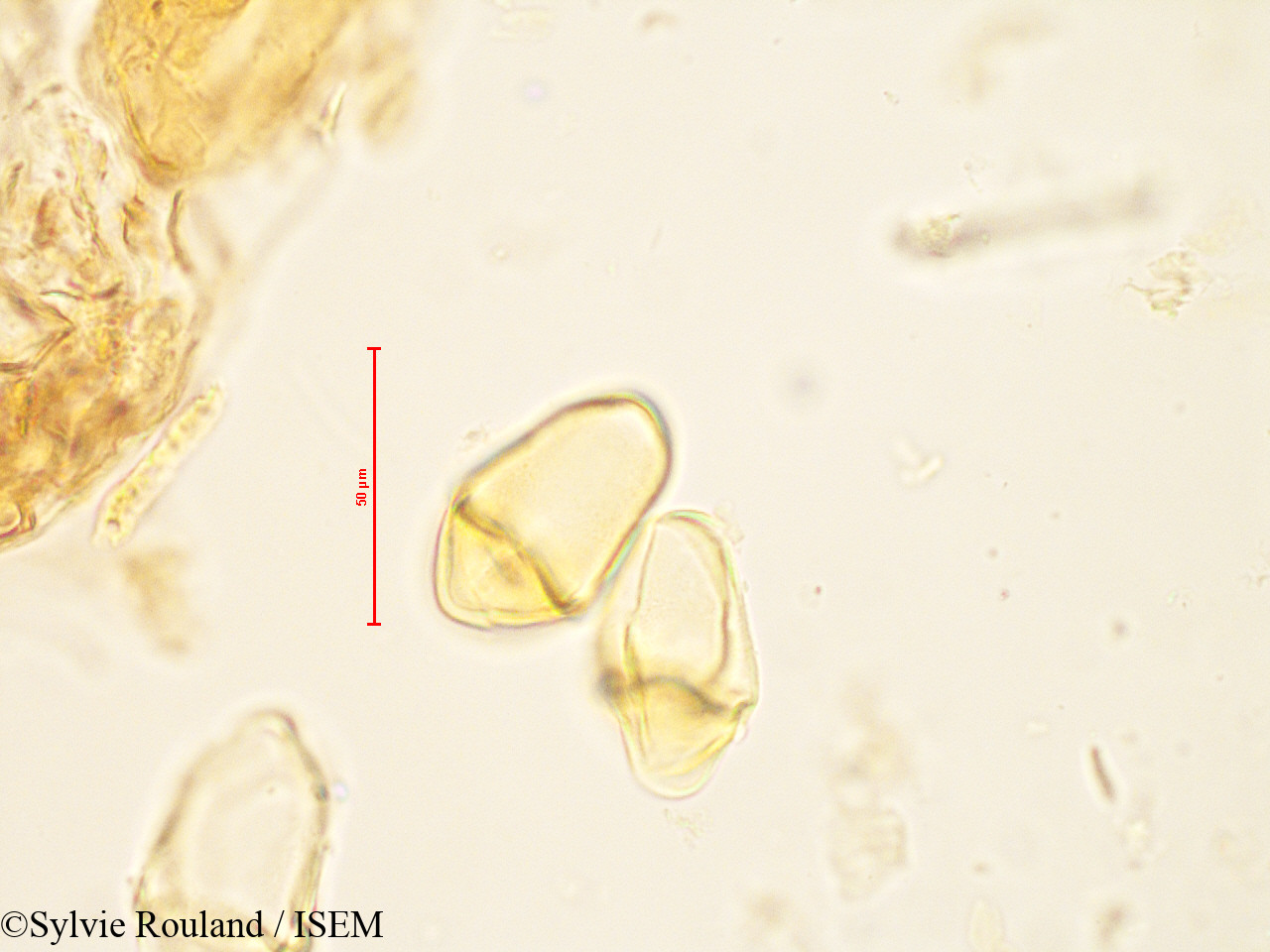 Sylvie.Rouland/Bakerella_microcuspis_4883/Bakerella_microcuspis_4883_0005(copy).jpg