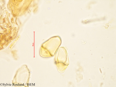 Bakerella microcuspis - lame n° 4883