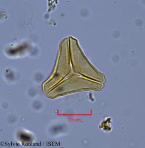 Sylvie.Rouland/Bakerella_poissonii_2174/Bakerella_poissonii_2174_0001(copy)_thumb.jpg