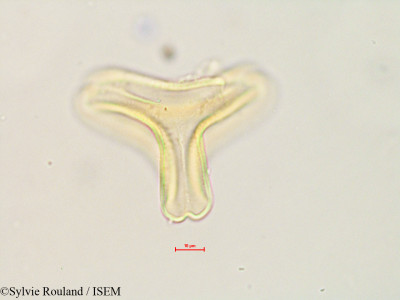 Bakerella tandrokensis - lame n° 4885