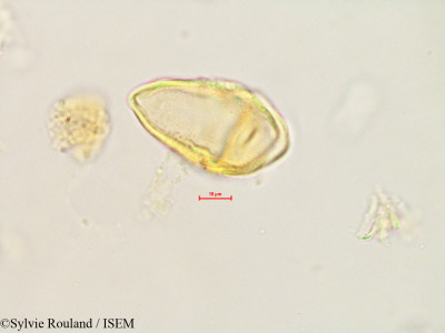 Bakerella tandrokensis - lame n° 4885