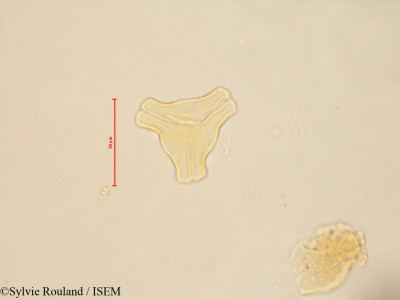 Bakerella tricostata - lame n° 4884