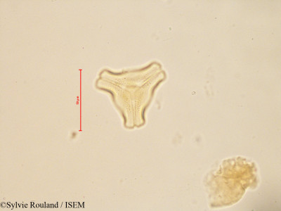 Bakerella tricostata - lame n° 4884