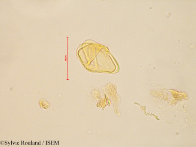 Bakerella tricostata - lame n° 4884
