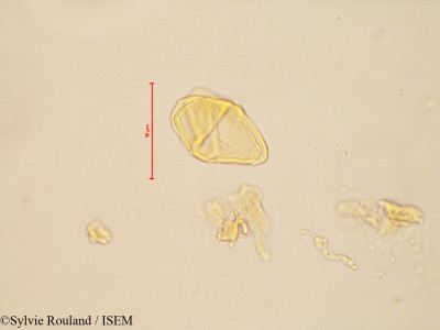 Bakerella tricostata - lame n° 4884
