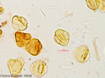 Sylvie.Rouland/Balanophora_indica_4967/Balanophora_indica_4967_0001(copy)_thumb.jpg