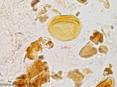 Sylvie.Rouland/Baliospermum_montanum_4933/Baliospermum_montanum_4933_0001(copy)_thumb.jpg