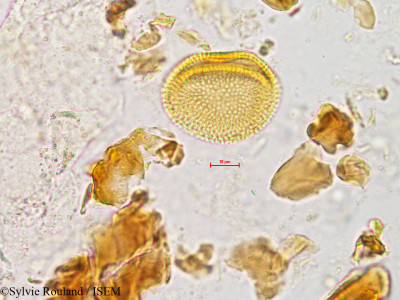 Baliospermum montanum - lame n° 4933