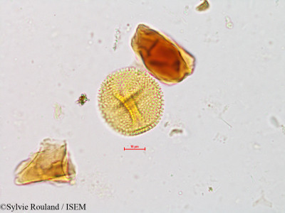 Baliospermum montanum - lame n° 4933