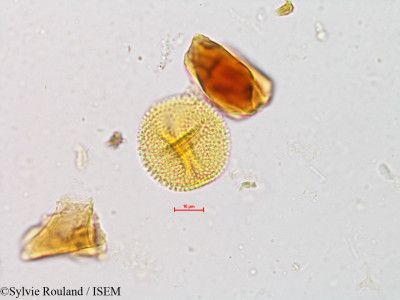 Baliospermum montanum - lame n° 4933