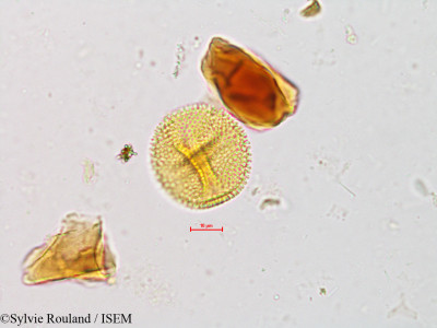 Baliospermum montanum - lame n° 4933