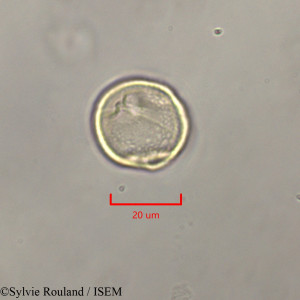 Sylvie.Rouland/Baphia_leptobotrys_47353/Baphia_leptobotrys_47353_0001(copy)_thumb.jpg