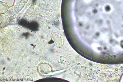 Baphia nitida - lame n° 29